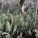 McCurtain Sabal Minor Palms found in the wild