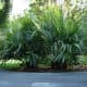Oklahoma Palm Trees: The Needle Palm