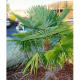 Oklahoma Palm Trees: The Chinese Windmill Palm Tree
