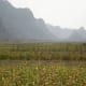 Cat Ba's National Park Plantations. UNESCO World Heritage Site of Halong Bay in Vietnam.