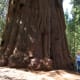 travel-the-usa-in-an-rv-from-la-via-sequoia-yosemite-lake-tajoe-ketchum-and-sun-valley-to-yellowstone-national-park