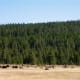 travel-the-usa-in-an-rv-from-la-via-sequoia-yosemite-lake-tajoe-ketchum-and-sun-valley-to-yellowstone-national-park