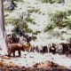 travel-the-usa-in-an-rv-from-la-via-sequoia-yosemite-lake-tajoe-ketchum-and-sun-valley-to-yellowstone-national-park