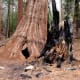 travel-the-usa-in-an-rv-from-la-via-sequoia-yosemite-lake-tajoe-ketchum-and-sun-valley-to-yellowstone-national-park