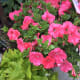 Petunias for sale at the farmers market