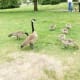 Canada geese and their goslings