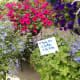 A lovely collection of flowers