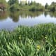 Another view of Trout Lake
