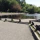 An open area for visitors to see the lake and watch the playing dogs
