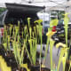 Carnivorous pitcher plants for sale