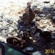 Ducks at the park