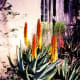 Desert Botanical Garden