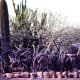Desert Botanical Garden