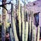 Desert Botanical Garden