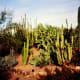 Desert Botanical Garden in Phoenix, Arizona
