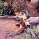 The spine of a dead saguaro cactus at the Desert Botanical Garden