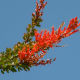 Ocotillo blossom.