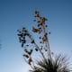Seed pods of Yucca.