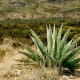 Agave