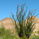 Ocotillo cactus.