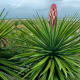 Yucca in bud.