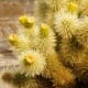 Teddy bear cholla in bud.