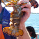 A pregnant lobster on the Lucky Catch Cruise in Portland, Maine