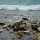 Rocky shoreline on Mackinac Island