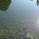 Fish, Brantome
