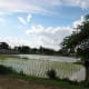 Paddy field