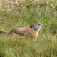 A Marmot.