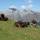 Alpine cows.