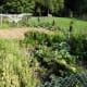 The garden