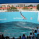 Dolphin show, Clearwater Marine Aquarium