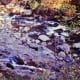 Looking down from our balcony at the Little Pigeon River