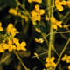 Flowers of the rape plant