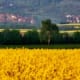 Field of rape plants in foreground