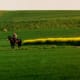 Fields of rape & horseback riding in Herrenberg - Gulltstein area.
