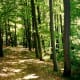 Forest path (the Alten Rain) above Herrenberg