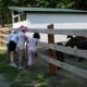 Alpaca Farm