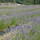 Lavender Farm