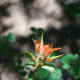 The "Paintbrush" plant. These are not actually flowers, but modified leaves called "bracts".