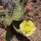 Prickly pear cactus with a blooming flower. A couple other flowers are getting ready to bloom.