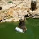Party bear at the Jerusalem Zoo