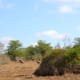 african-wildlife-national-parks