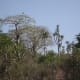 Birds by the Kwanzaa River in Angola