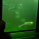 places-to-visit-in-seattle-the-ballard-locks