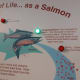 Every salmon's dream