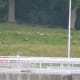 View of geese grazing from Commodore Park