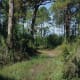 A dry woodland path on Honemoon Island, a place of tranquility on the Gulf Coast less than 20 miles from the two cities of Tampa and St Petersburg